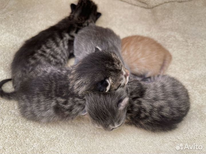 Котята в добрые руки