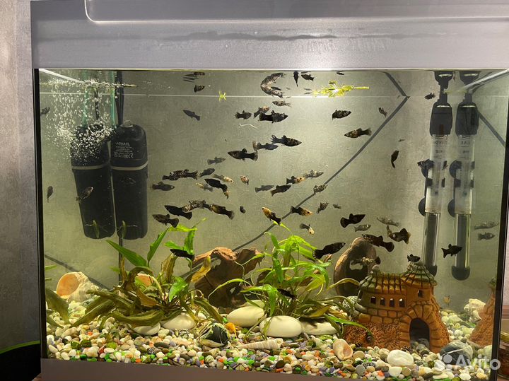 Рыбки моллинезии