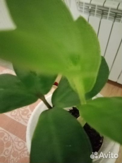 Замиокалькус