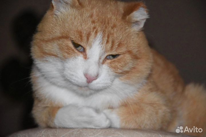 Потерялся кот