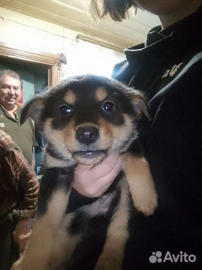 Маленькая собака щенок девочка