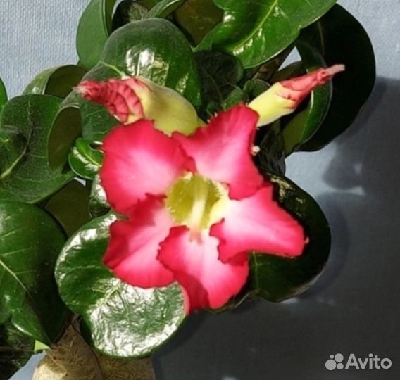 Адениум мини