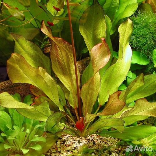 Аквариумные растения