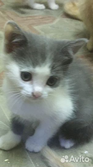 Котята в добрые руки даром