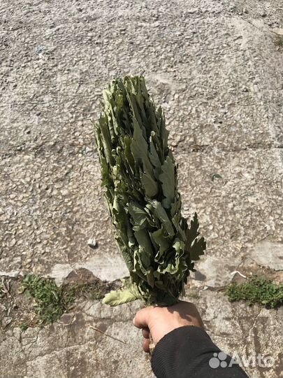 Дубовые веники для бани