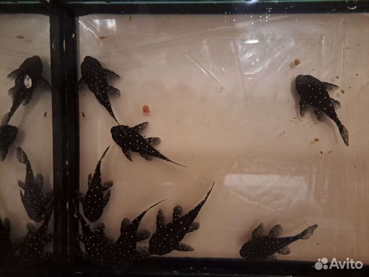 Бриллиантовый анциструс номерной сом L184