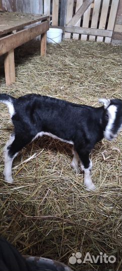 Козы дойные и козлята