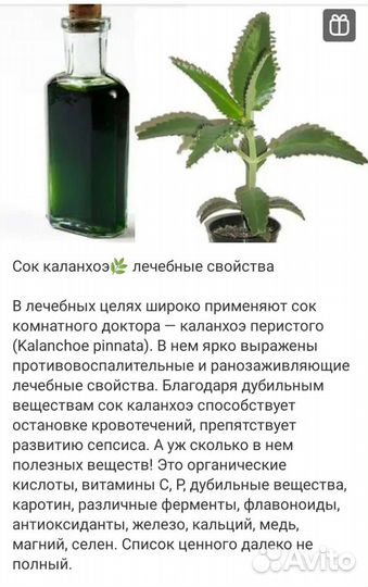 Каланхоэ лечебное