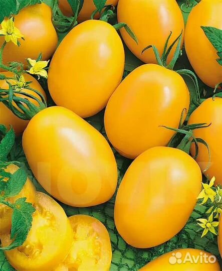 Рассада помидор Де барао на заказ