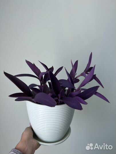 Традесканция бледная (Сеткреазия ) с горшком