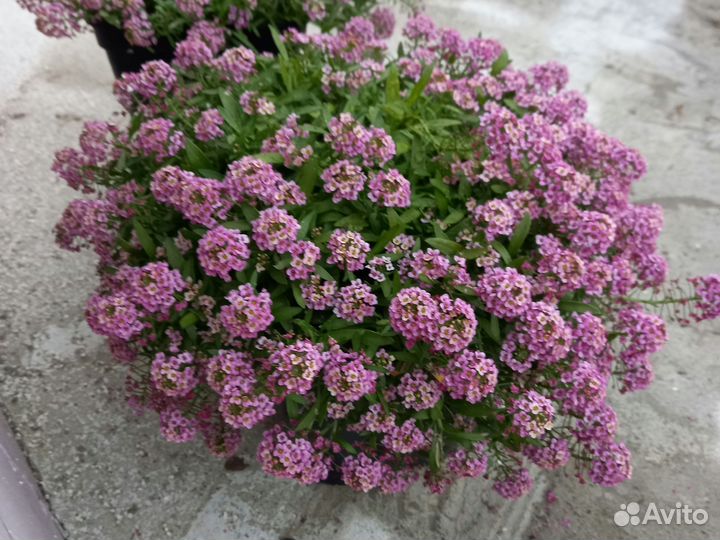 Петуния, вербена, алиссум вегетативные