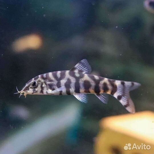 Боция мраморная