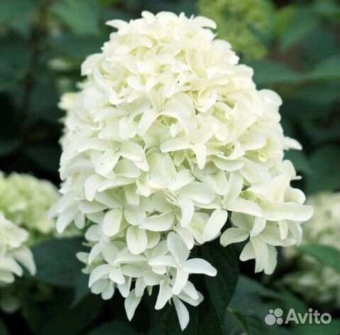 Гортензии метельчатые и крупнолистные