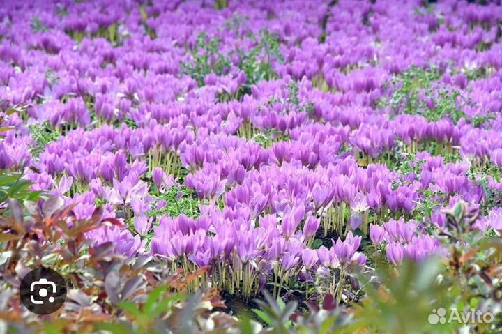 Луковицы безвременника