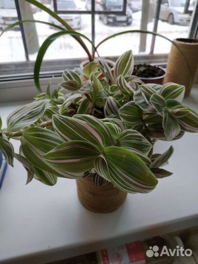 Традесканция нанук, ростки