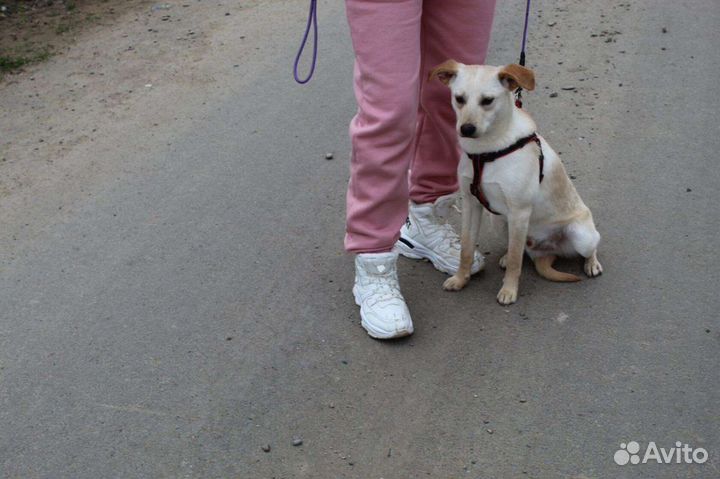 Пес ищет дом
