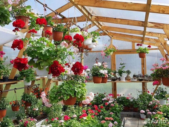 Срезы сортовых пеларгоний почтой