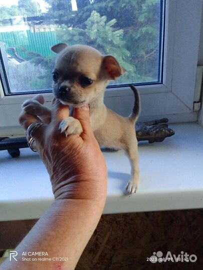 Щенки чихуахуа