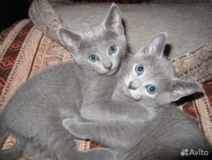 Котята русская голубая