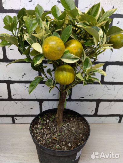 Цитрофортунелла Каламондин вариегата на штамбе