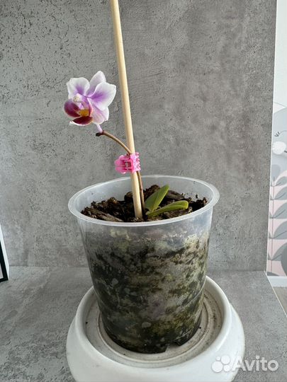Орхидея