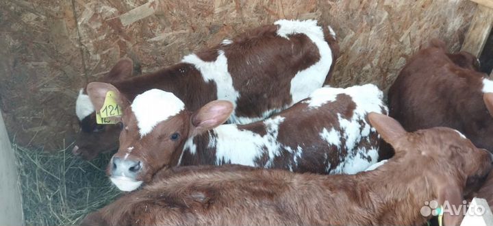 Телята с доставкой за наш счёт