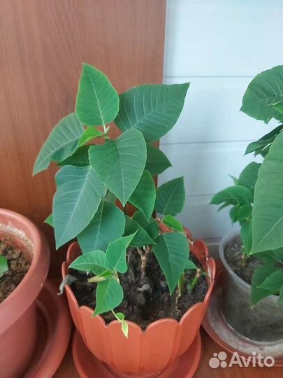 Пуансеттия