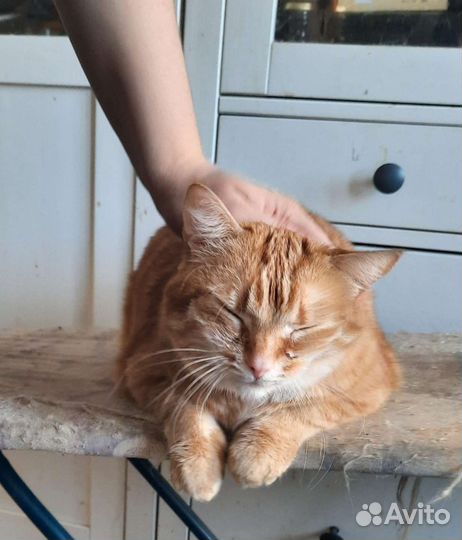 Домашнюю кошку повезли в приют