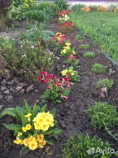 Примулы, луковичные растения