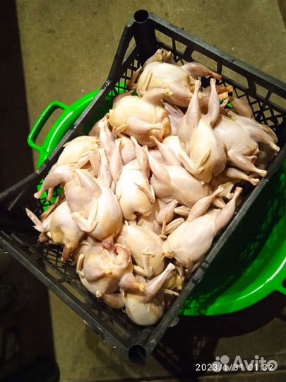 Инкубационные яйца перепела