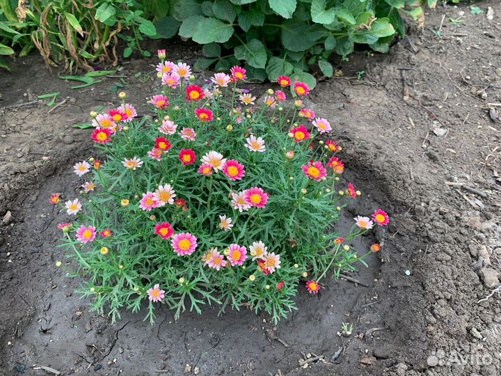 Аргирантемум