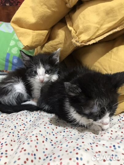 Котята в добрые руки