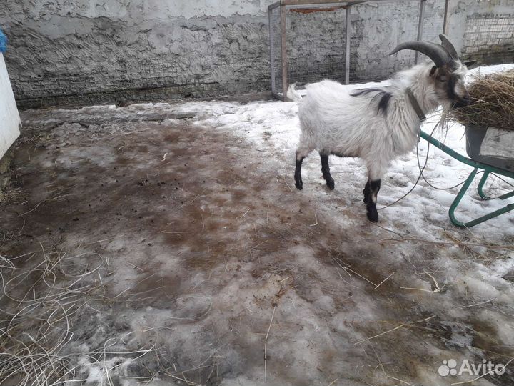 Камерунский козел