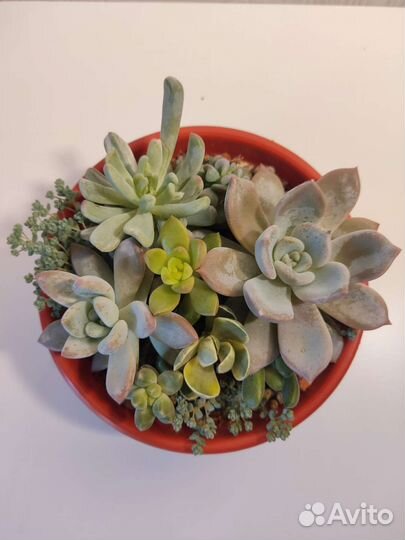 Флорариум из суккулентов