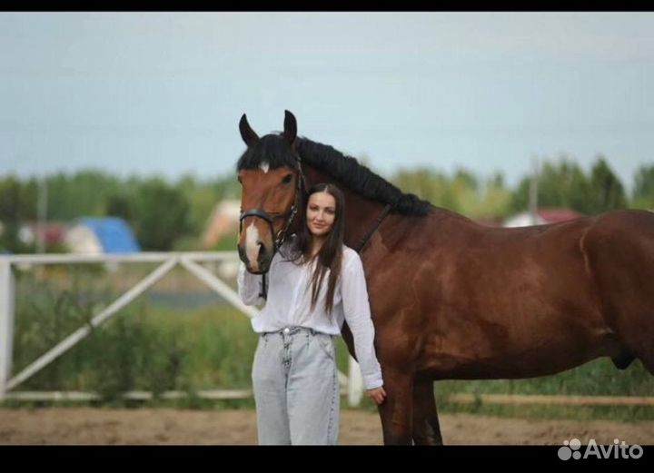 Лошадь хобби класс