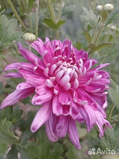 Хризантемы