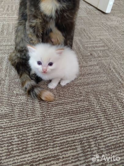 Кошка в дар бесплатно