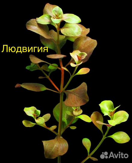 Растения для аквариума