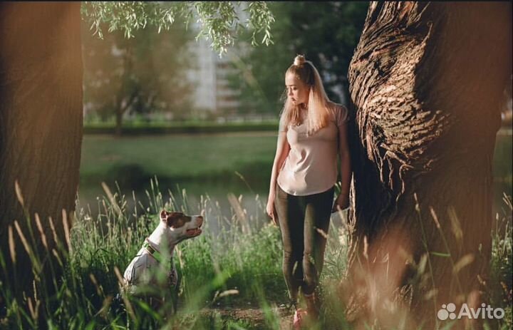 Прогулка с собаками