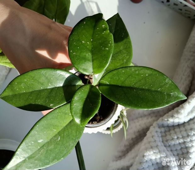 Хойи Карноза, триколор, Вайети, Кримсон Квин