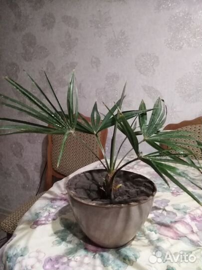 Пальма из сочи