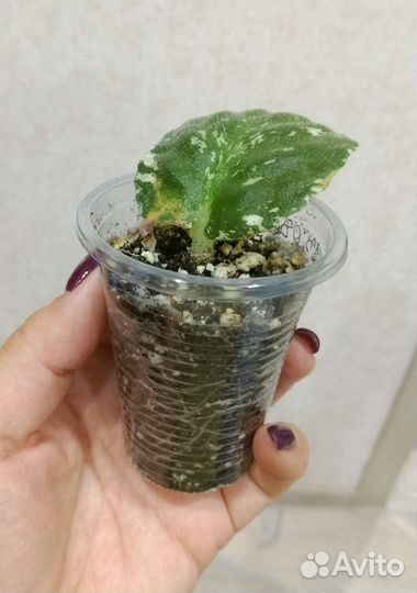 Сортовая фиалка