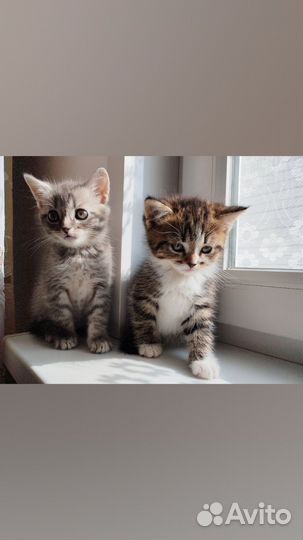 Котята в добрые руки приучены к лотку