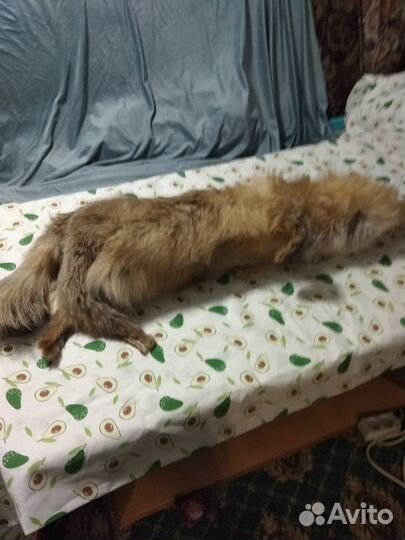 Шкурки лисы