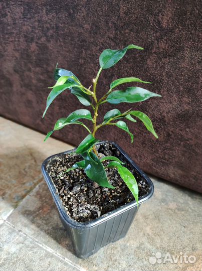 Комнатные растения (фикус Бенджамина, ф. Гинсенг)