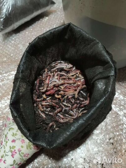 Черви дендробена