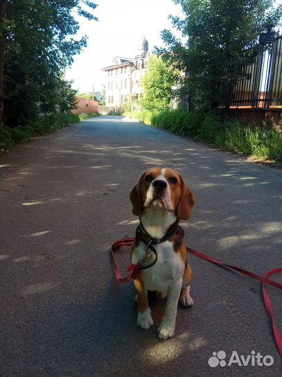 Выгул собак