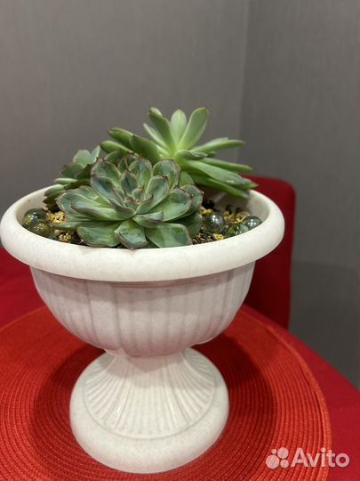 Суккуленты набор