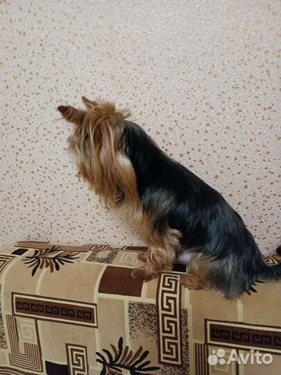 Два мальчика вязка