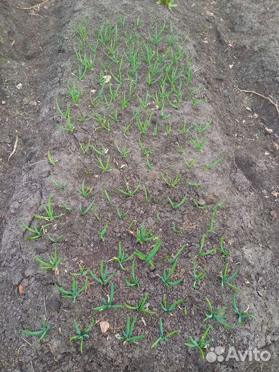 Лук на зелень рассада; лук зелёный перо
